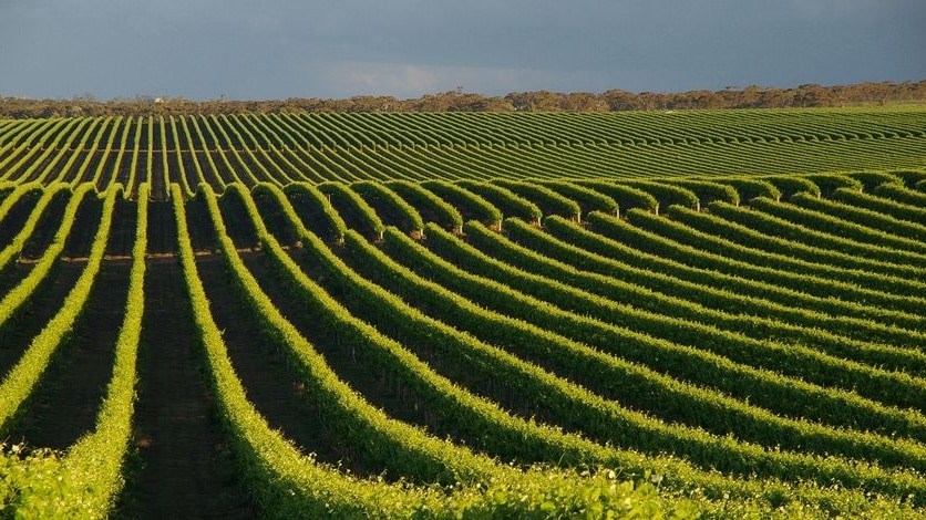 Fields of grape vines