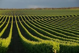 High quality forecast for the 2012 vintage
