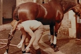A sepia photo of a shirtless young man with a cowboy hat bending down and washing a horse