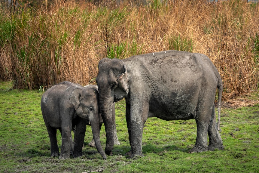 A large elephant stands very close to two smaller elephants in a grass field.