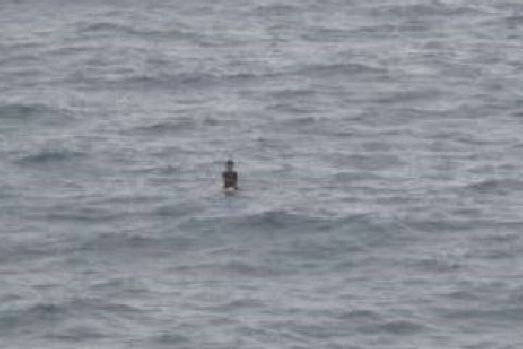 A distant picture of a figure floating on a surfboard.