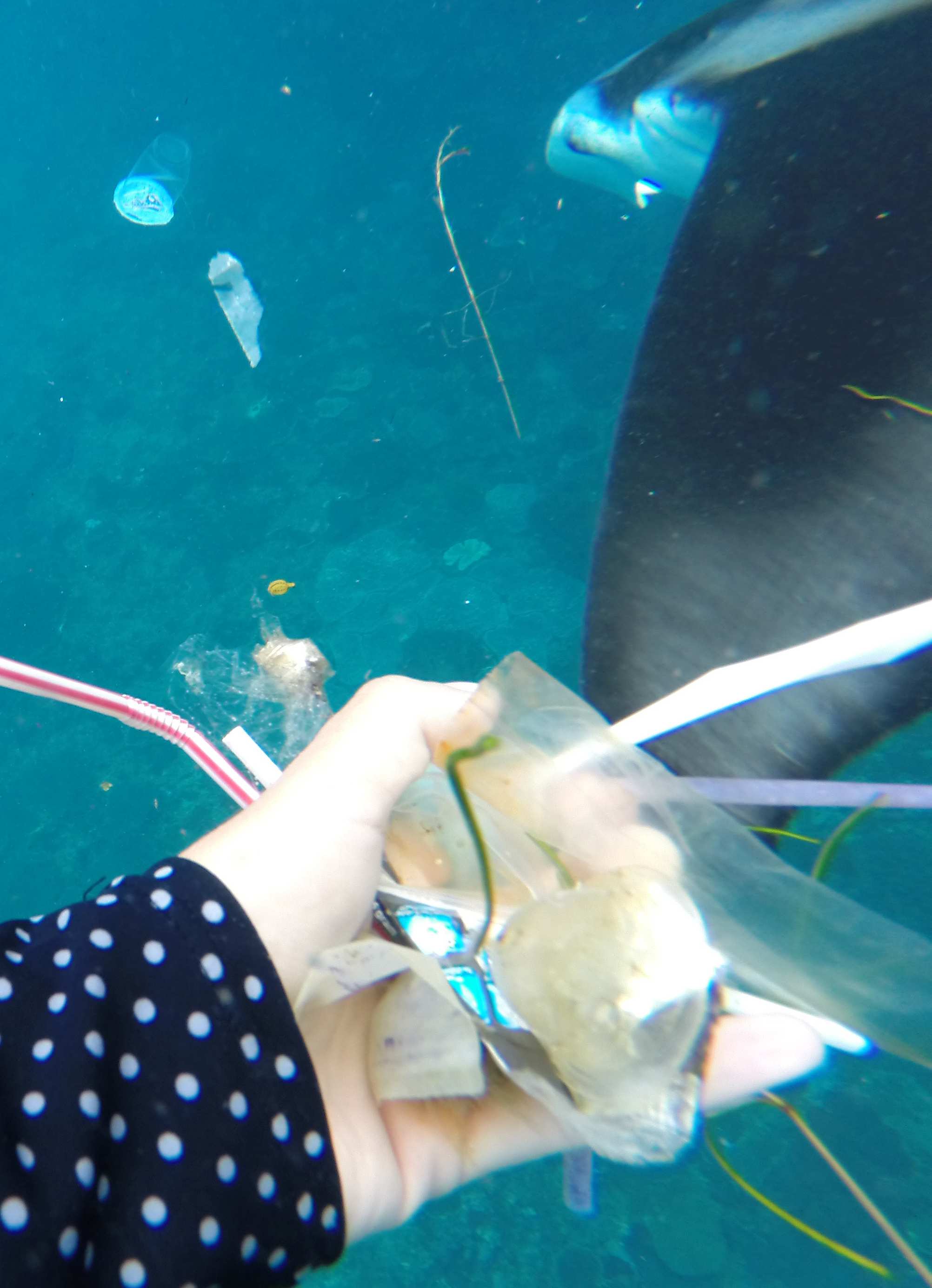 Mapping Microplastics Manta Rays - Educational Images | Picstank