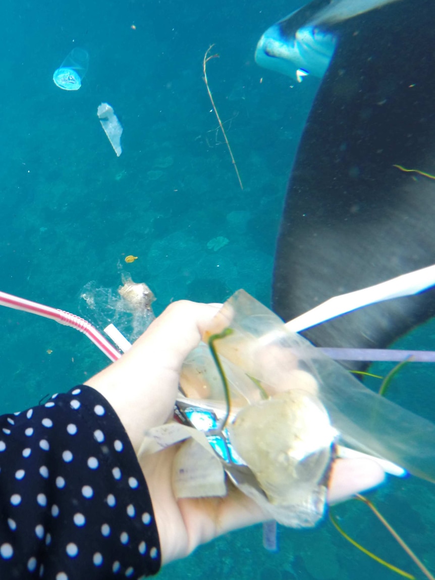 Microplastics in the manta ray grounds