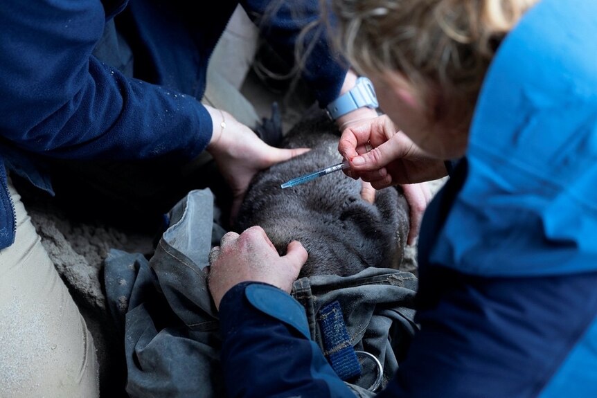 Close up of over the shoulder view of people holding furry animal and wiping pen on fur