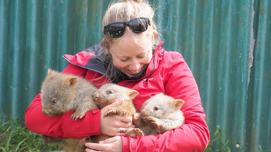 A smiling woman looks down at the three baby wombats held in her arms. 