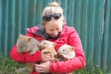 A smiling woman looks down at the three baby wombats held in her arms. 
