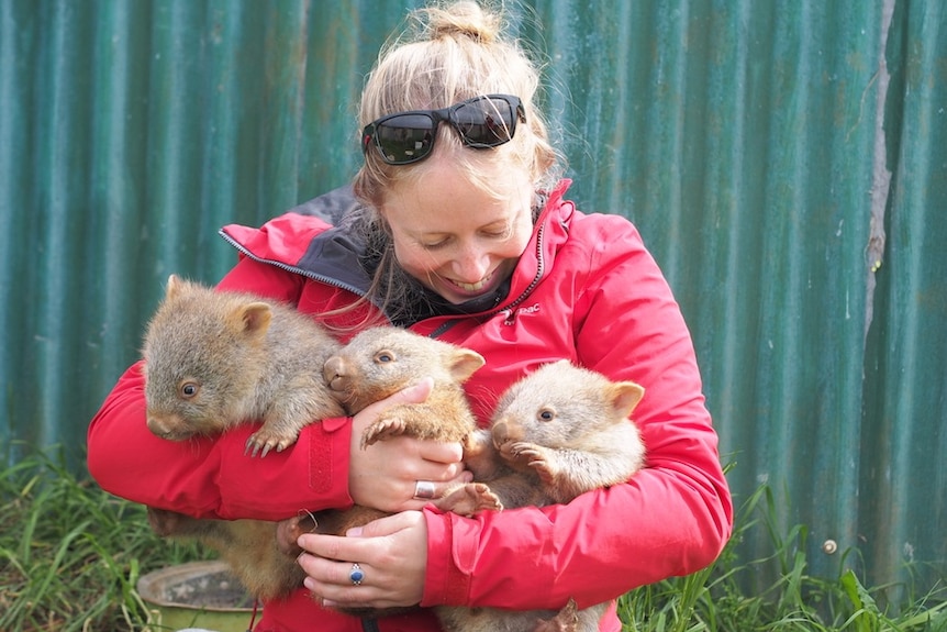 A smiling woman looks down at the three baby wombats held in her arms. 