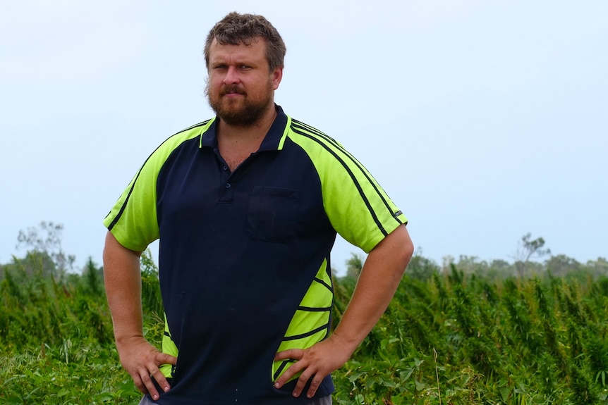 A hemp grower in a green and black polo shirt stands with hands on hips in front of his hemp crop