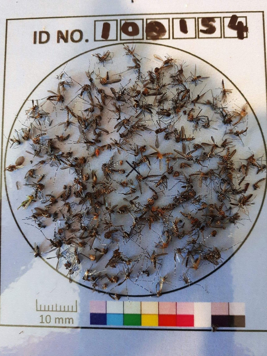 A large number of dead mosquitoes fill a circle.