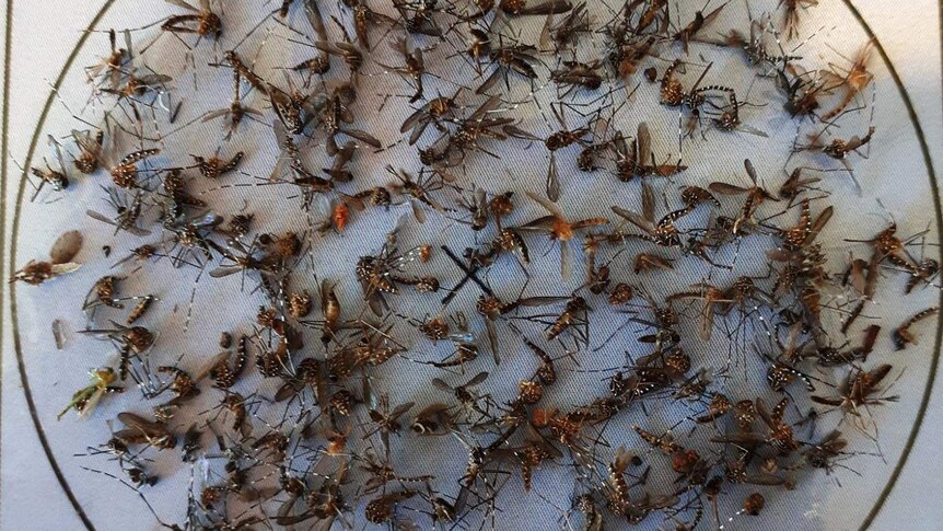 A large number of dead mosquitoes fill a circle.
