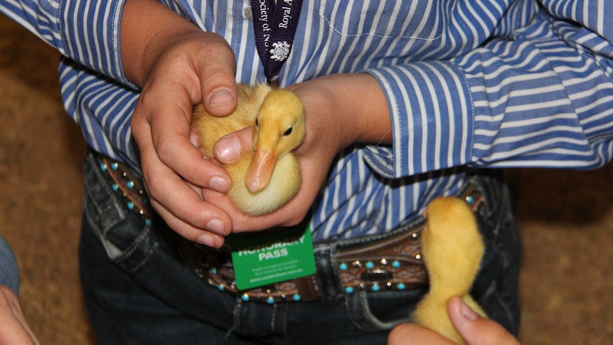 A close-up of a person holding a ducking in their hands.