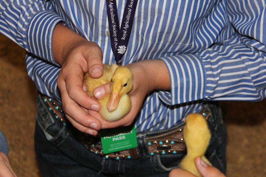 A close-up of a person holding a ducking in their hands.