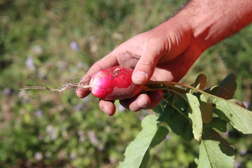 A close up of a radish in a man's hand