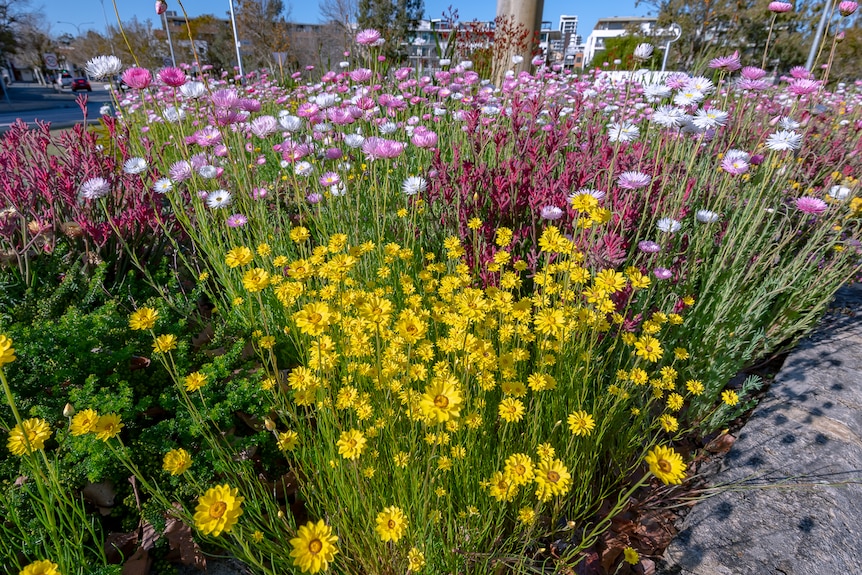 A mixture of coloured yellow, white and pink daisies and pink kangaroo paws in a verge garden.