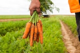 A handful of carrots. 