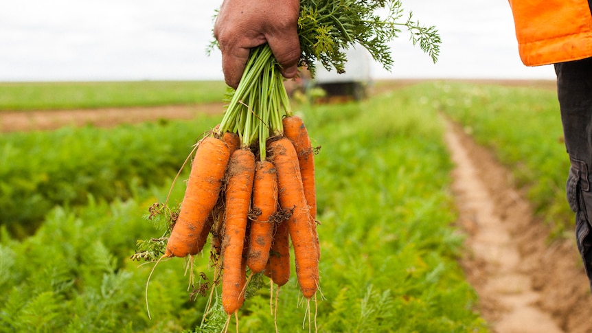 A handful of carrots. 