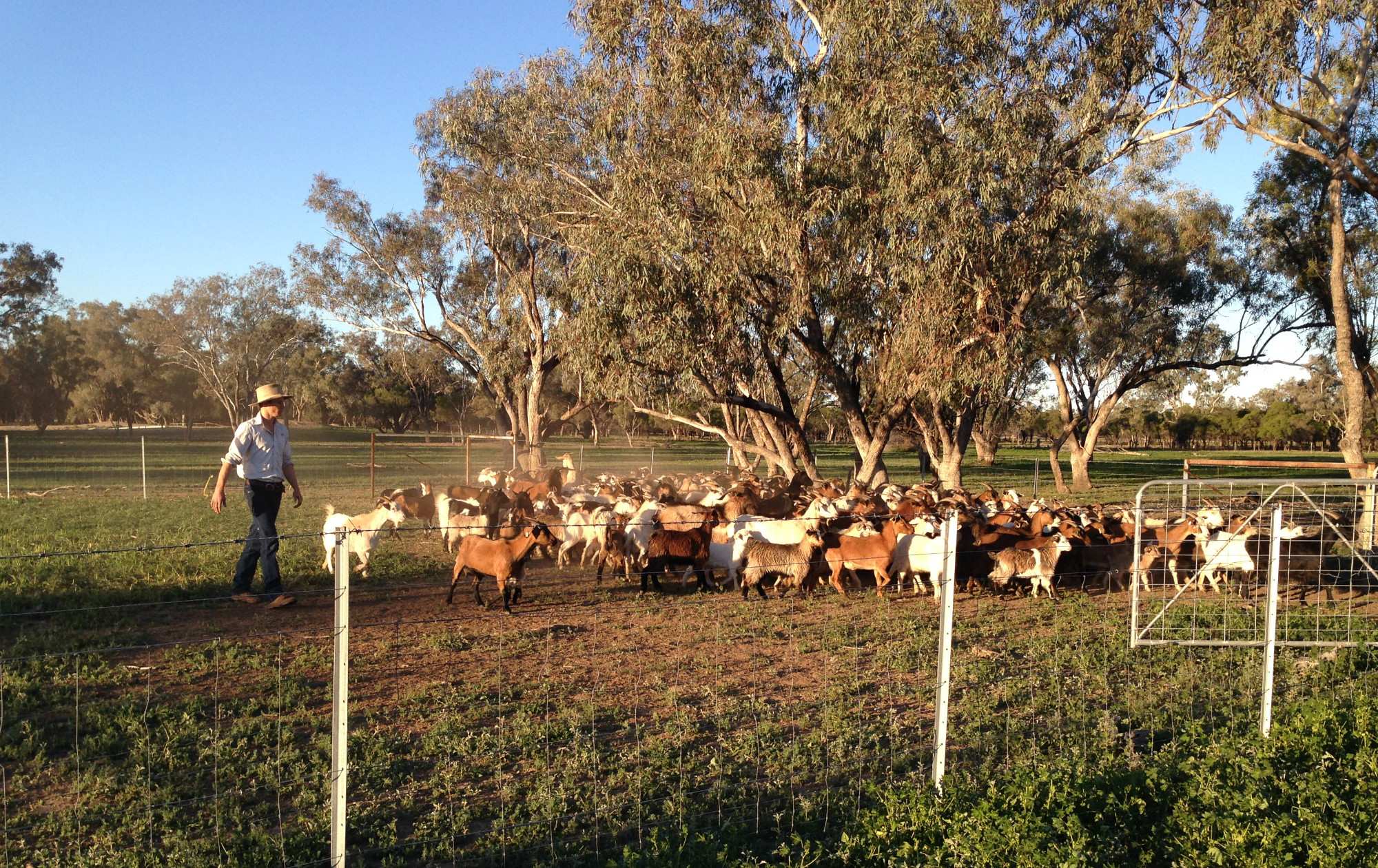 Goat growth trials underway as Queensland farmers hope for industry