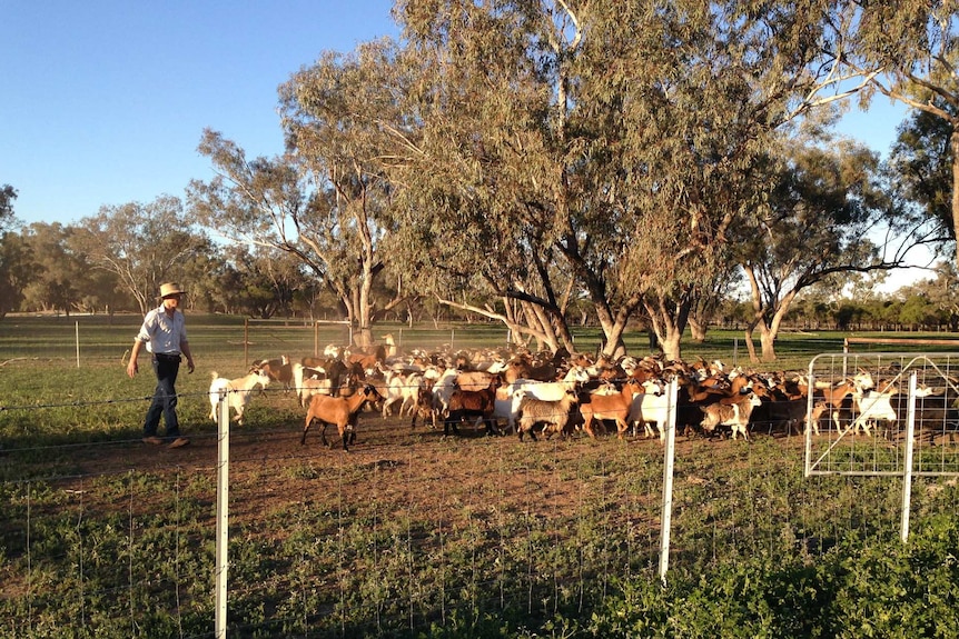 Nic Perkins with a herd of goats