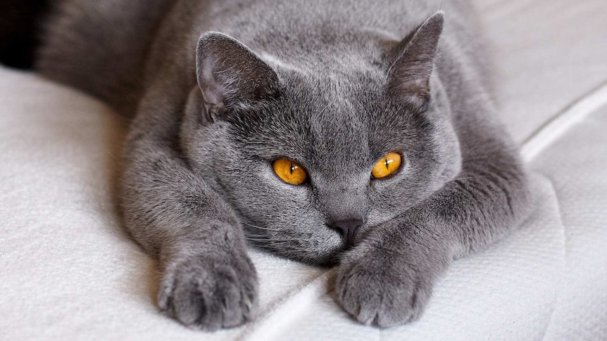 A grey cat lying on a bed.