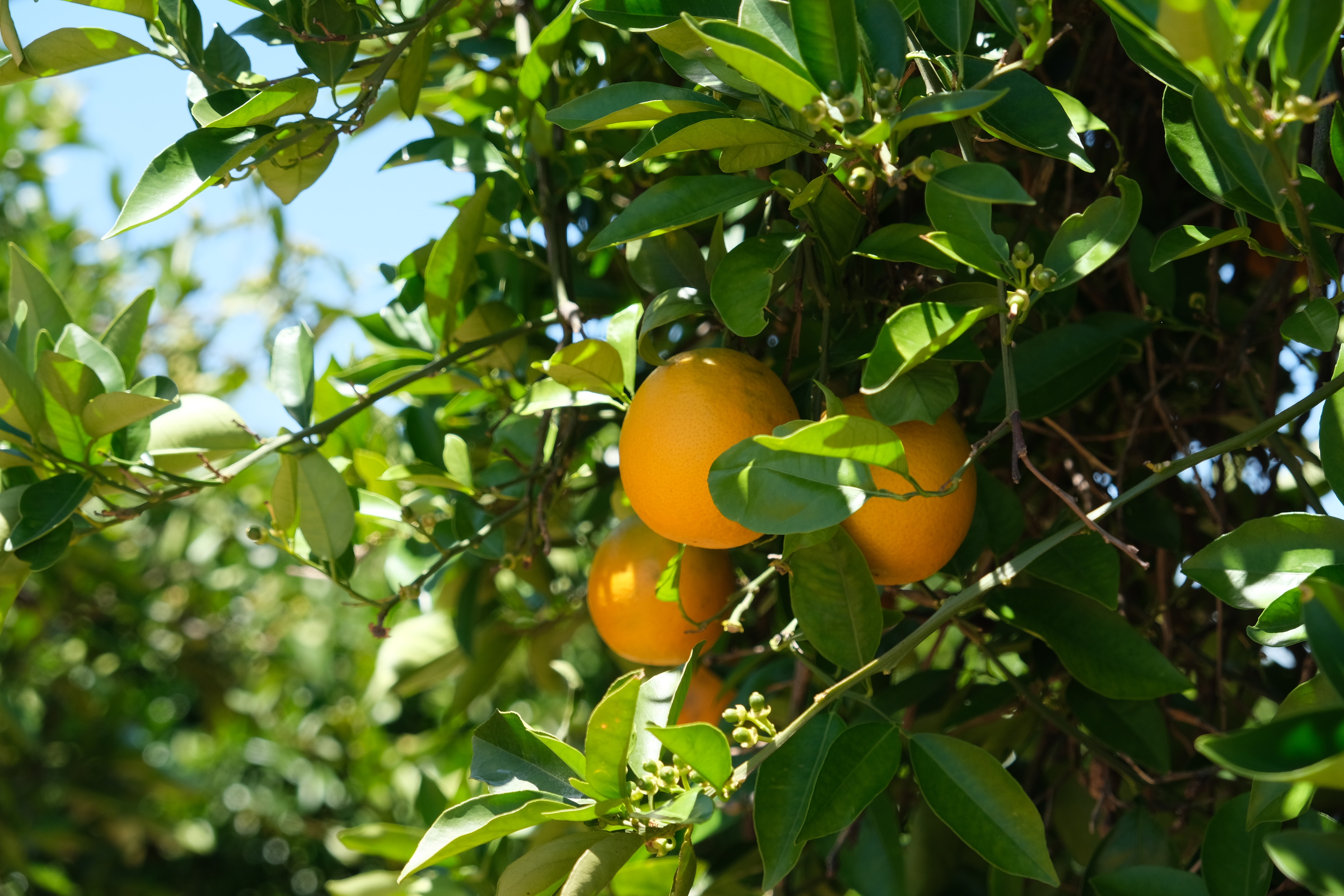 Four oranges among the leaves of a tree in an orchard.