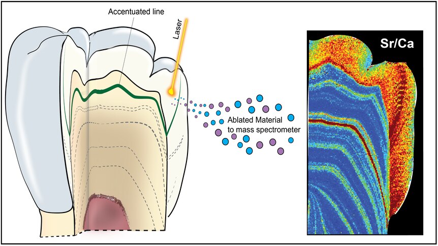 A sketch of a cross-section of tooth showing the chemical analysis.