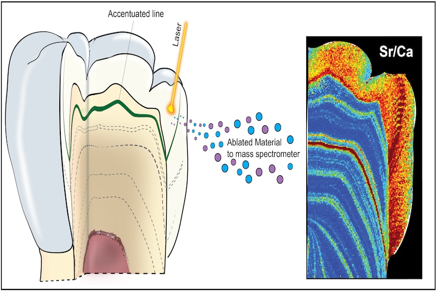 A sketch of a cross-section of tooth showing the chemical analysis.