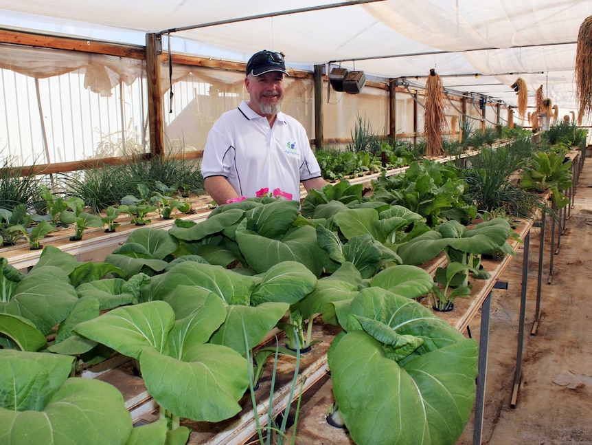 Mr Gray standing  behind a row of vegetables in the hot house.