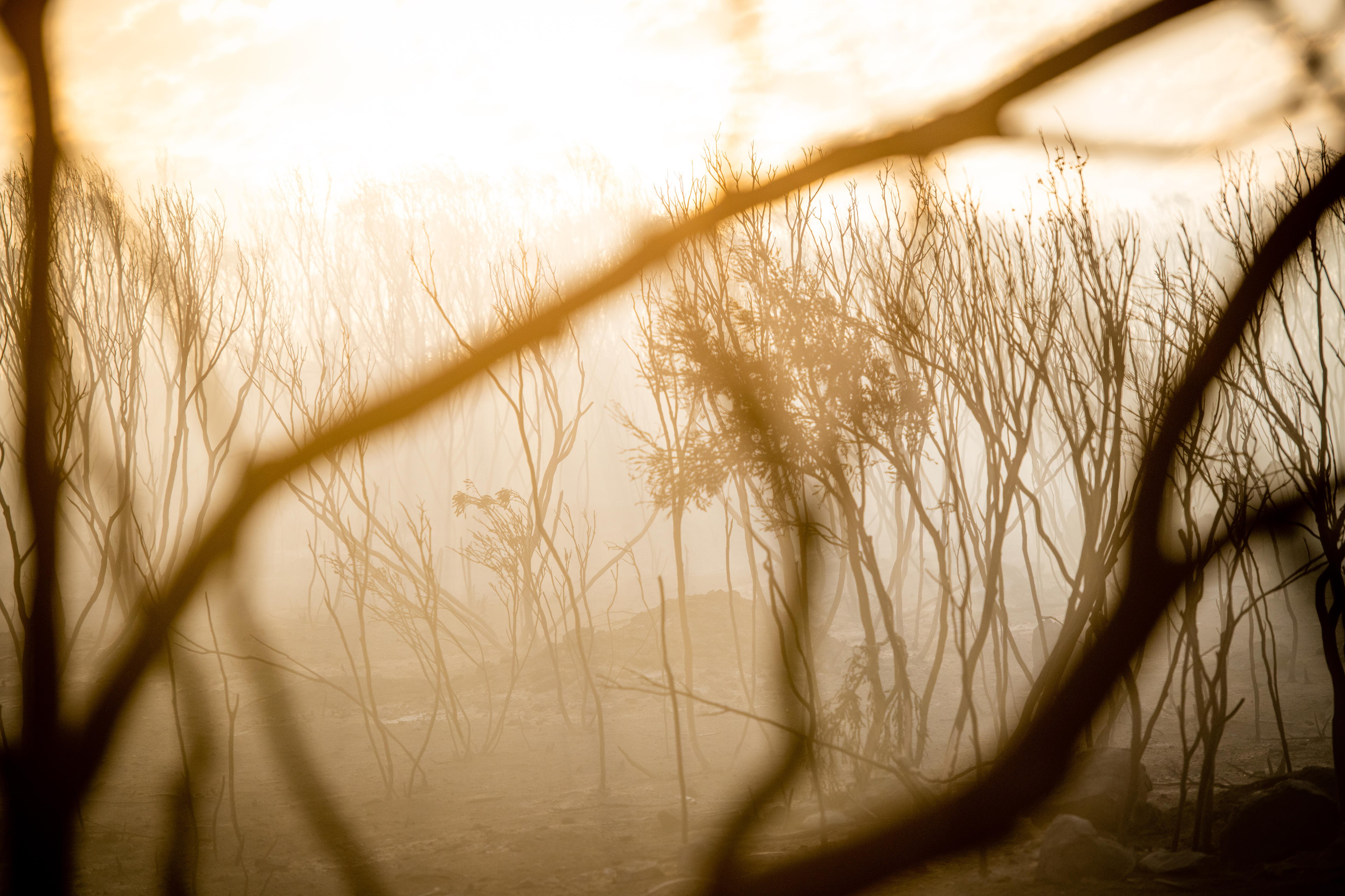 Fire affected trees in a hazy sky