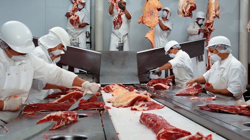Meat hanging on hooks and men and women handling and chopping meat at an abattoir