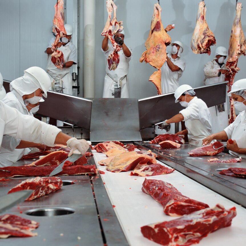 Meat hanging on hooks and men and women handling and chopping meat at an abattoir