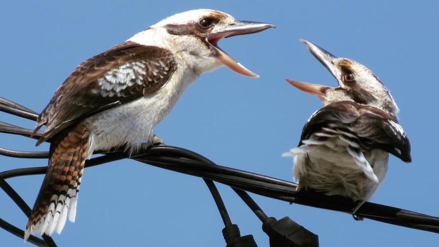 Two brown and white birds with big open beaks