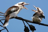 Two brown and white birds with big open beaks