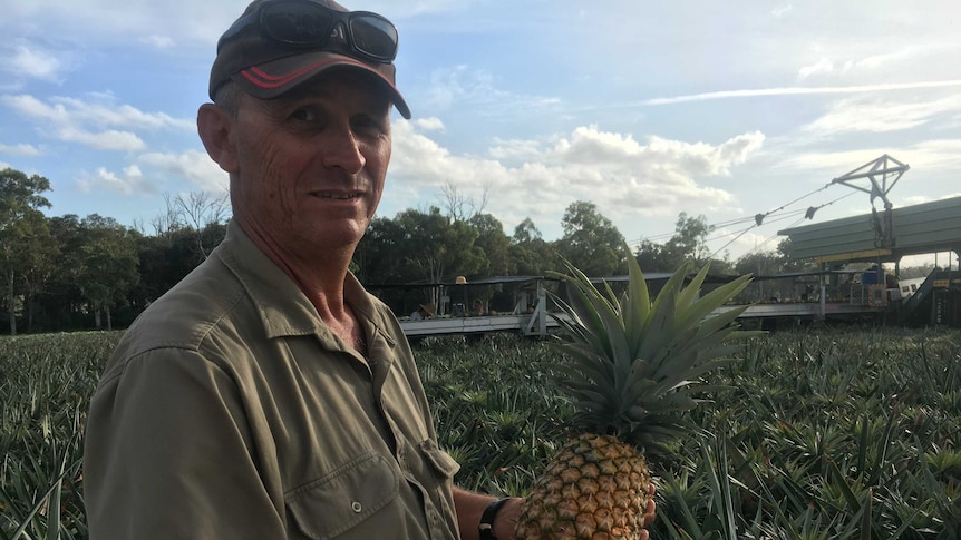 Sunshine Coast Pineapple grower Chris Fullerton