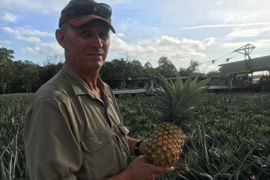 Chris Fullerton squinting at the camera in a pineapple field.