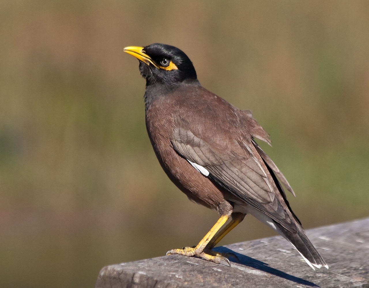 Indian Myna