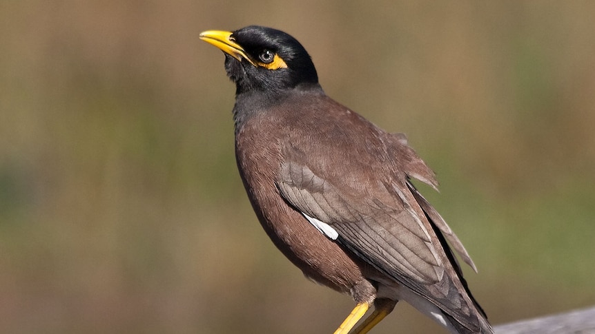 A close up of Indian Myna, background blurred.