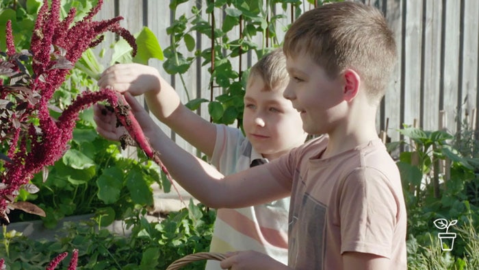 Two young boys in vegetable garden with one holding a freshly harvested pink carrot