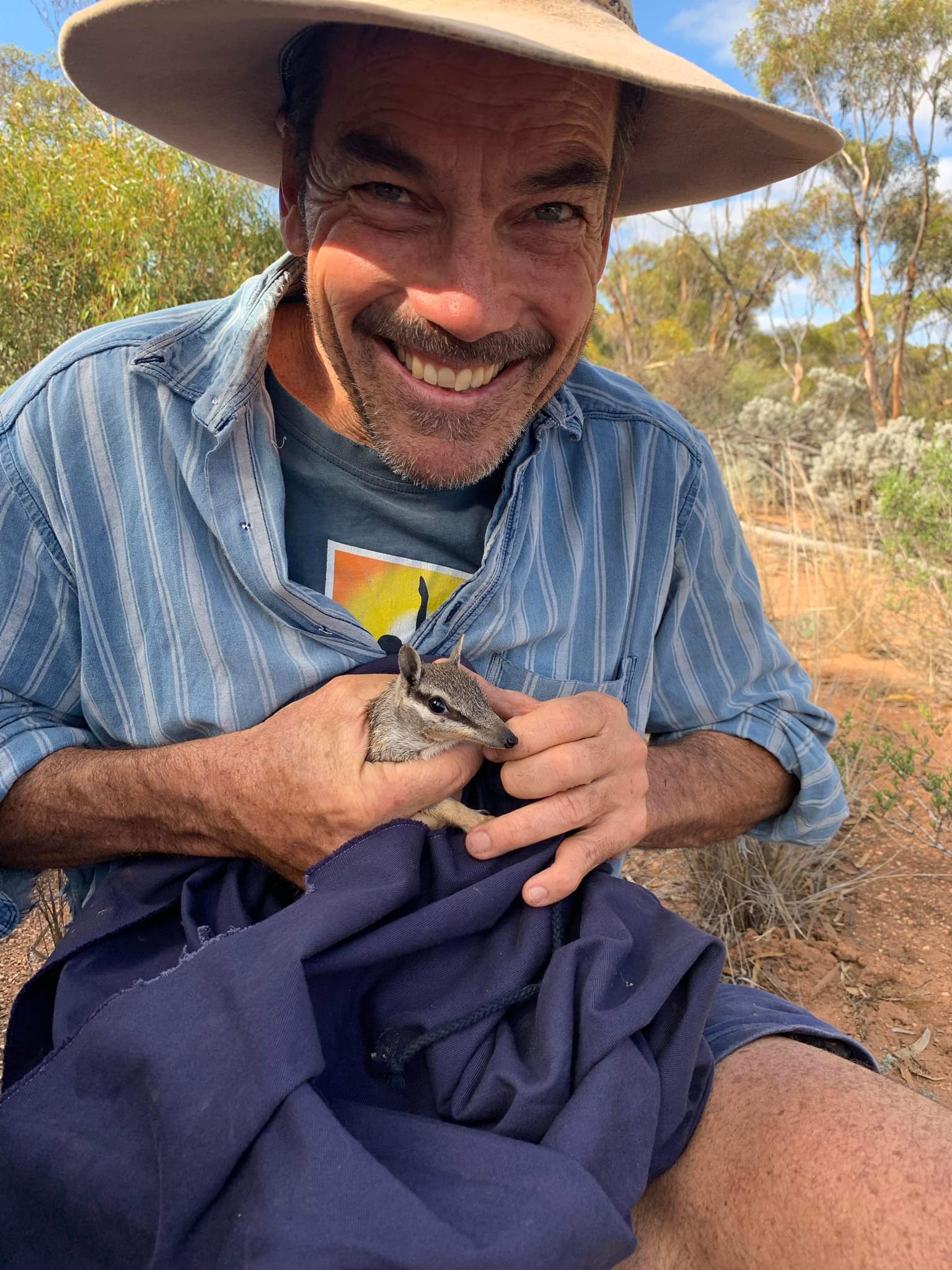 Numbat comeback on Eyre Peninsula after first juvenile animals spotted ...
