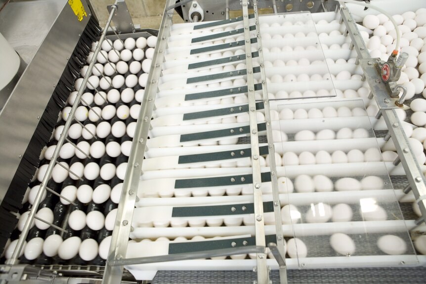 Hundreds of white eggs in automated sorting for packaging in the United States