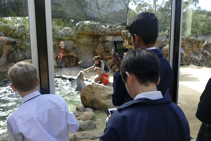 Students stand at glass of zoo enclosure looking at baby sea lion.