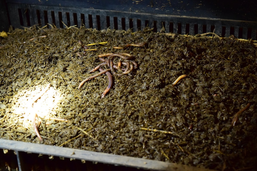A bed of worms breaks down food scrams in a darkened container.