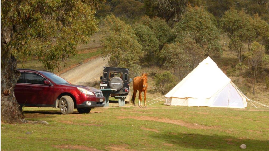 A feral horse stands next to a campers tent in a national park