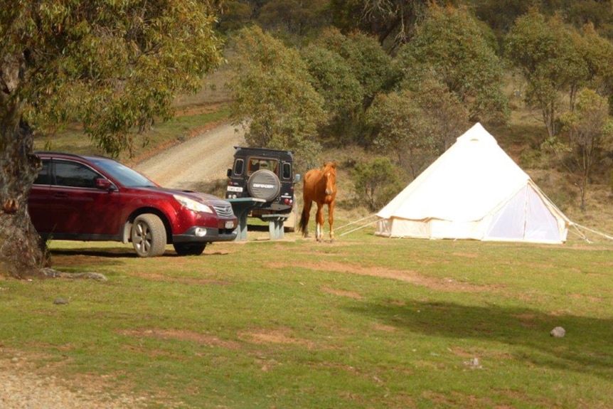 A feral horse stands next to a campers tent in a national park