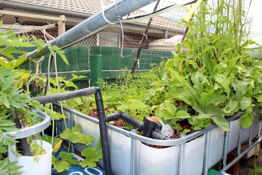 Aquaponics garden