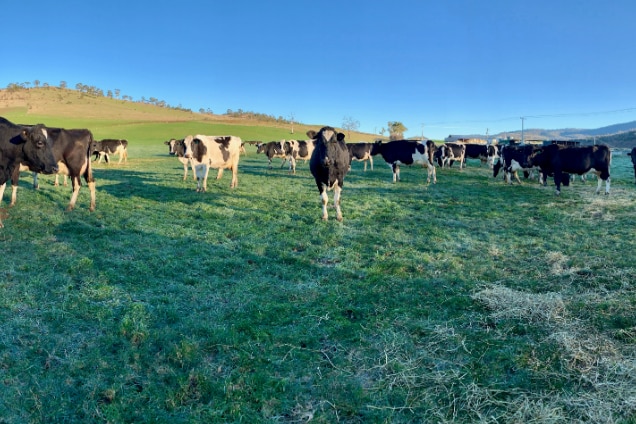 Black and white cows graze in a field.