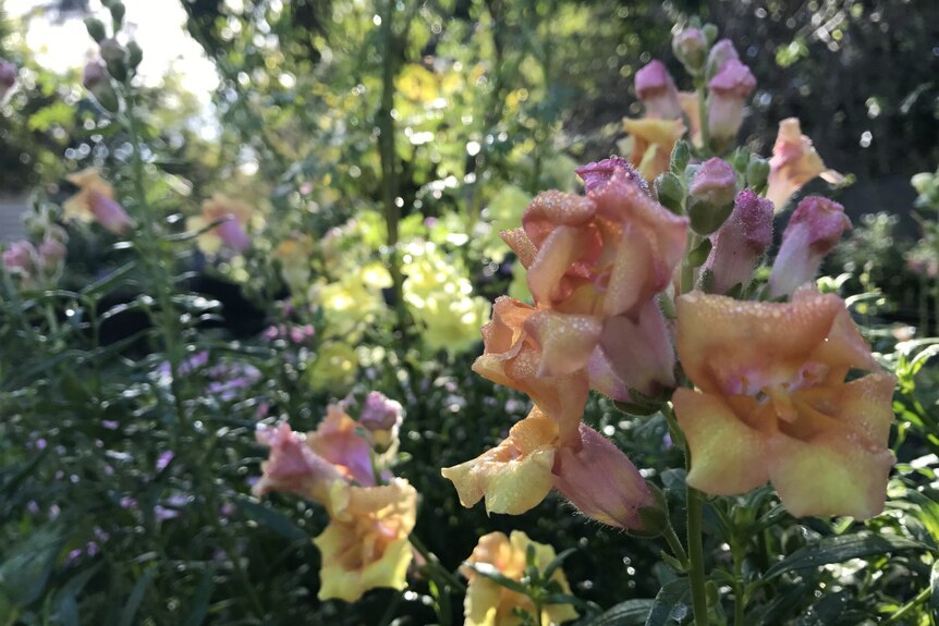 Close up of snapdragon flower with the dew sitting on it.