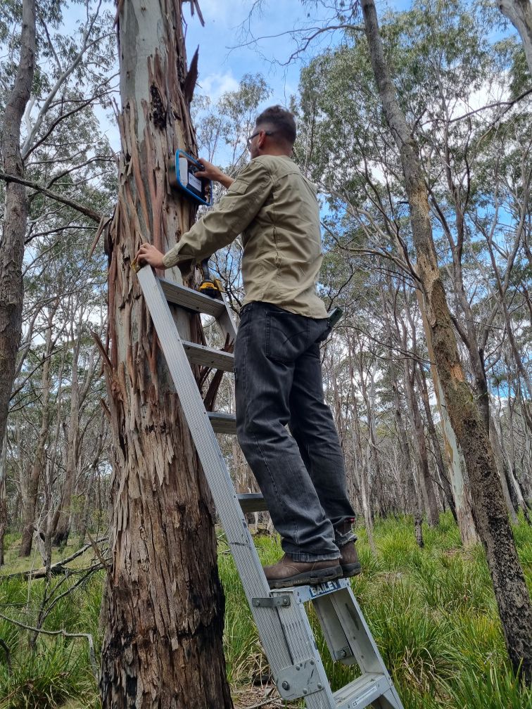 Artificial intelligence tracks male koala mating calls to guide ...
