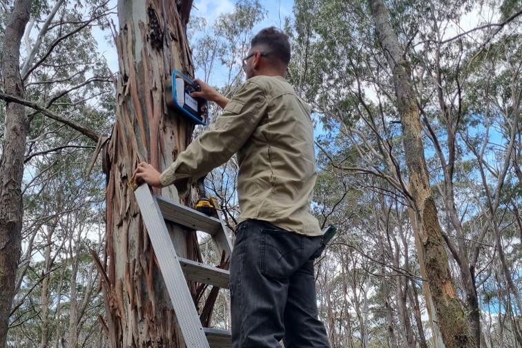 Man standing on a ladder, fixing a small box to a tree 