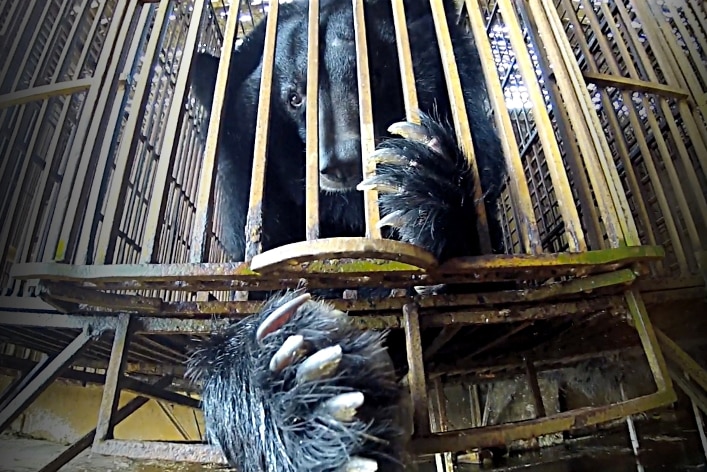 Adult bear inside a cage in Vietnam