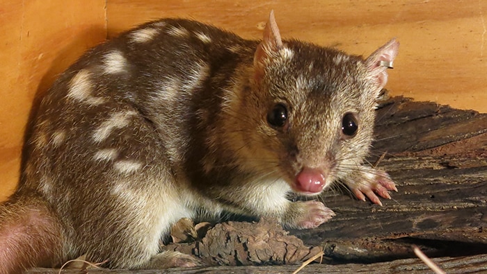 Researcher Jaime Heiniger has studied the sex life of the northern quoll, scientific name dasyurus-hallucatus.